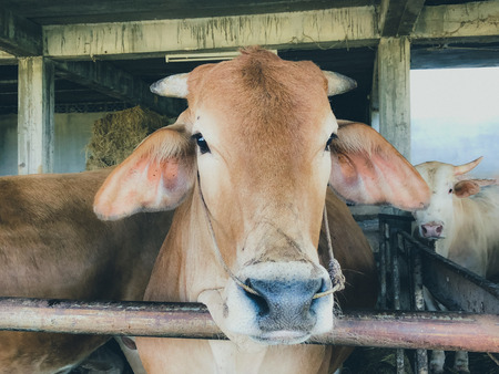 Cow is on a farm in the countryside.の写真素材