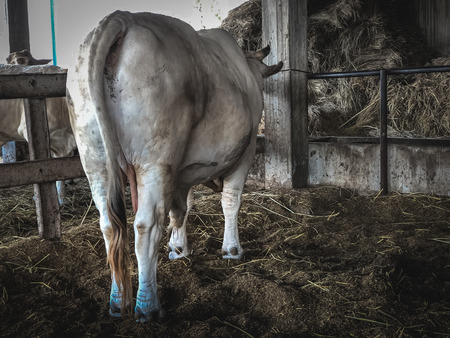 Cow is on a farm in the countryside.の写真素材