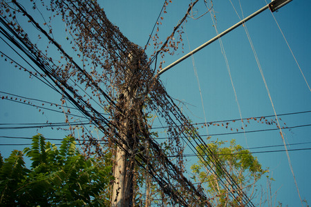 Green ivy on black wires cable