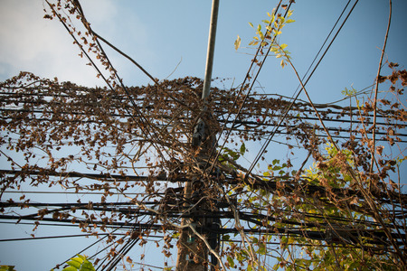 Green ivy on black wires cableの写真素材