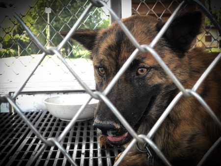 The dog is trapped in a cage suspected of rabiesの写真素材