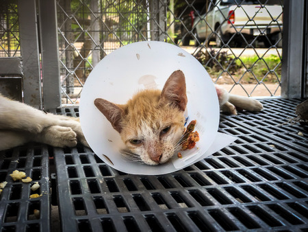Veterinary surgeon neutering a Stray cat  Rabies vaccinationの写真素材