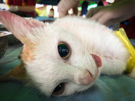 Veterinary surgeon neutering a Stray cat  Rabies vaccinationの写真素材