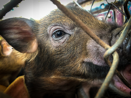 Piglets are trapped in a cage.の写真素材