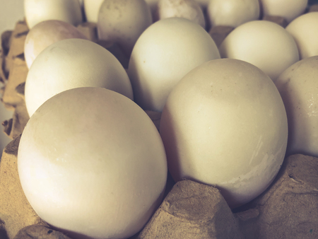 eggs of duck in tray,Close upの写真素材