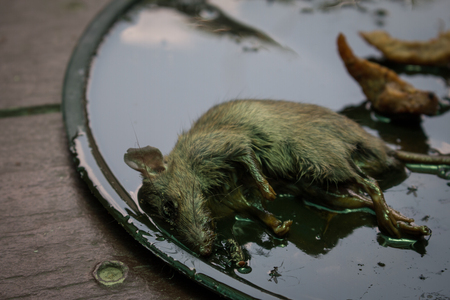 Mousetrap in the house, trap miceの写真素材