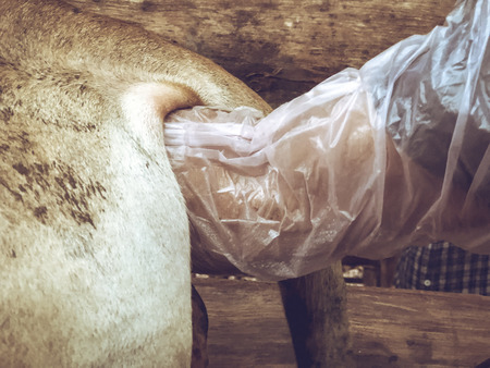 artificial insemination of cow in Thailandの写真素材