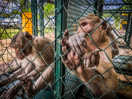 The sad monkey shows in the cage waiting for a body check.の写真素材