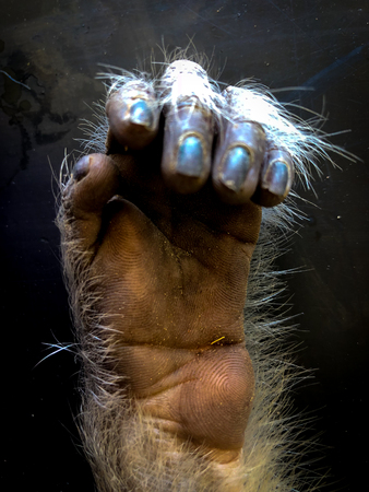 The sad monkey shows in the cage waiting for a body check.の写真素材