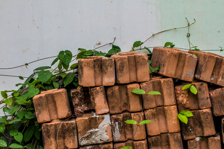 Vine plant with green leaves on red brick wall background.の写真素材