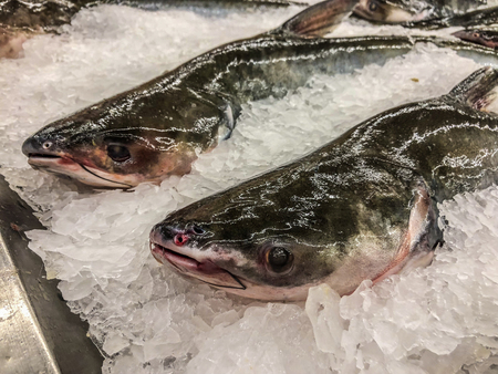 Frozen sea bass in maket Thailand