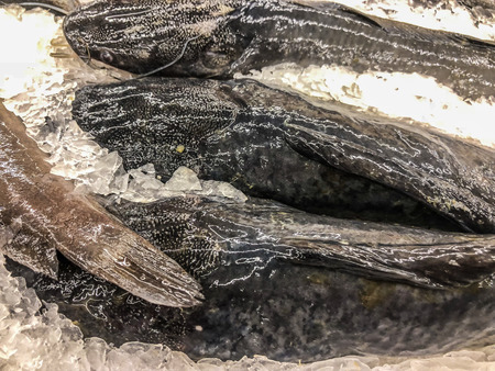Frozen catfish in maket Thailandの写真素材