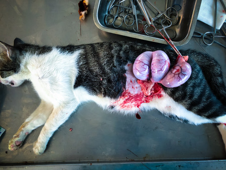 Neutering dogs and cats in World Rabies Dayの写真素材