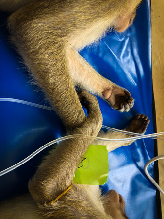 The sad monkey shows in the cage waiting for a body check.