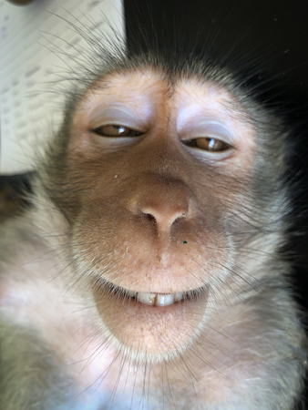 The sad monkey shows in the cage waiting for a body check.の写真素材