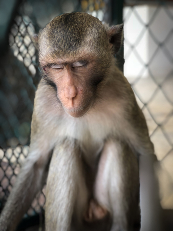 The sad monkey shows in the cage waiting for a body check.の写真素材