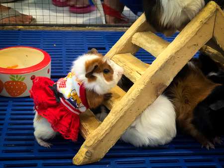 Hamsters Teddy Bear Hamster is having funの写真素材