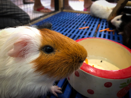 Hamsters Teddy Bear Hamster is having funの写真素材