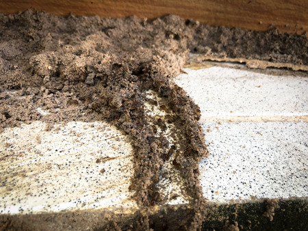 Termites destroy wood from soil problems in the home.