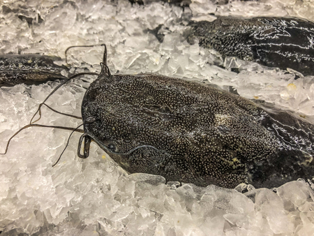 Frozen catfish in maket Thailandの写真素材