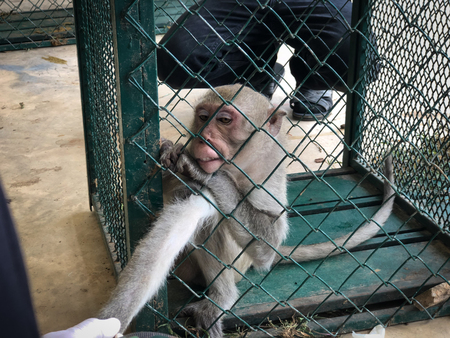 The sad monkey shows in the cage waiting for a body check.