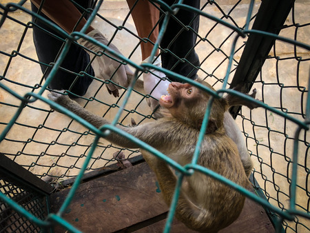 The sad monkey shows in the cage waiting for a body check.の写真素材