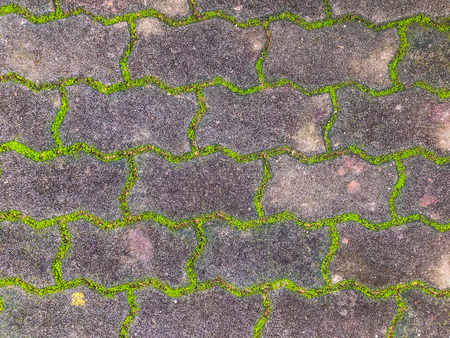 Texture of old road covered green mossの写真素材