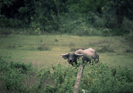 Buffalo is eating grass in the field.の写真素材