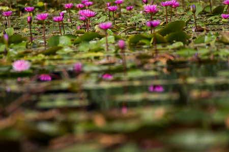 Beautiful waterlily or lotus flower in pond.の写真素材