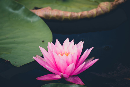 Beautiful waterlily or lotus flower in pond.の写真素材