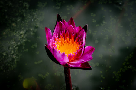 Beautiful waterlily or lotus flower in pond.の写真素材