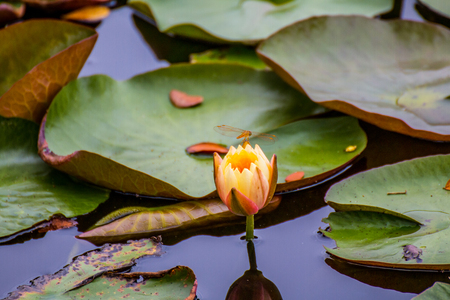 Beautiful waterlily or lotus flower in pond.の写真素材