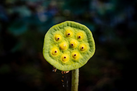 Lotus seed is green. And a healthy diet.の写真素材