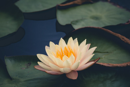 Beautiful waterlily or lotus flower in pond.の写真素材