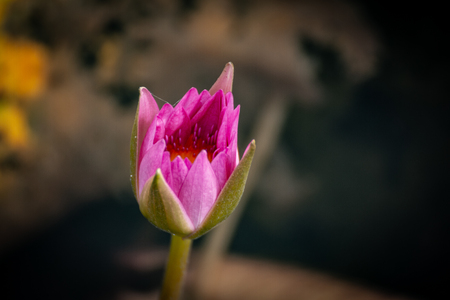 Beautiful waterlily or lotus flower in pond.の写真素材