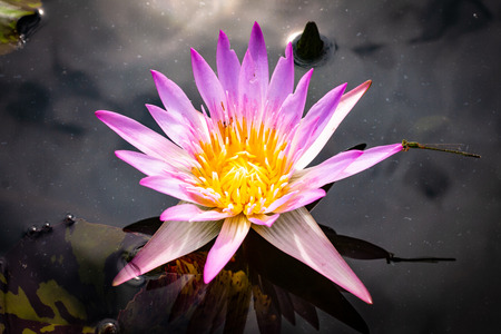 Beautiful waterlily or lotus flower in pond.の写真素材