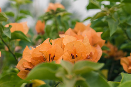 Close up  Bougainvillea vivid color and blurry background, for wall peper or background in moment sweet spring-summerの写真素材