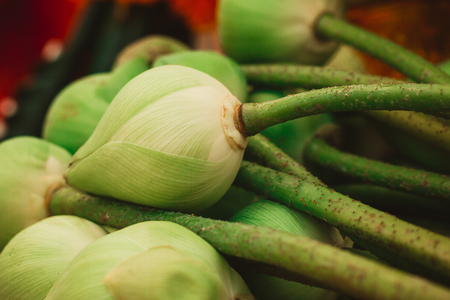 Beautiful lotus bud at  Thailand Flower Marketの写真素材