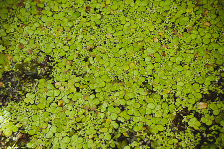 Algae flower smallest plant in the worldの写真素材