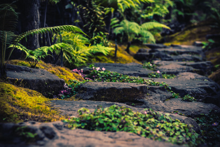 Hiking trails simulating tropical forestsの写真素材