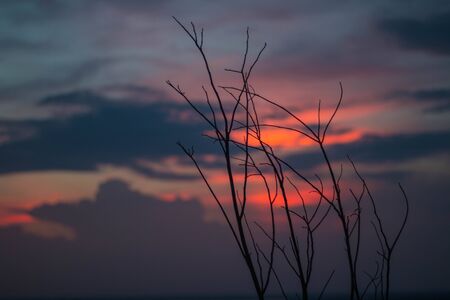 Beautiful silhouette of tree branches against the sky at sunset makes the sky is blue, orange, sparklingの写真素材