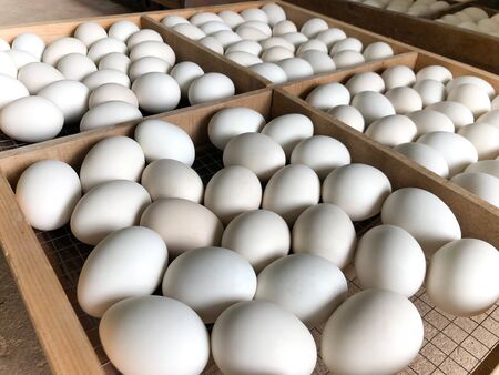 White duck eggs are in the panel woodの写真素材