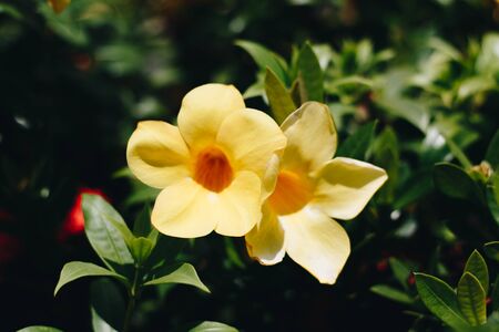 beautiful yellow Golden Trumpet flower or Allamanda Cathartica on green leavesの写真素材