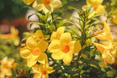 beautiful yellow Golden Trumpet flower or Allamanda Cathartica on green leaves