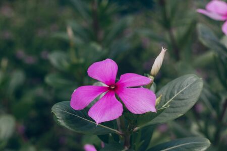 beautiful yellow Golden Trumpet flower or Allamanda Cathartica on green leavesの写真素材