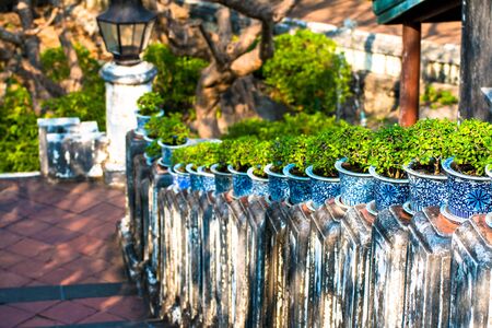 beautiful Carmona retusa or Fukien tea tree in the flowerpot at the palace in Phetburi ,Thailandの写真素材