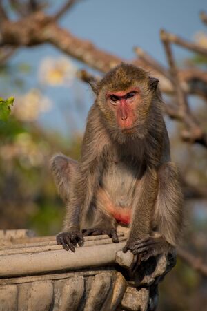 Monkey alone in the middle city Cheerfulnessの写真素材