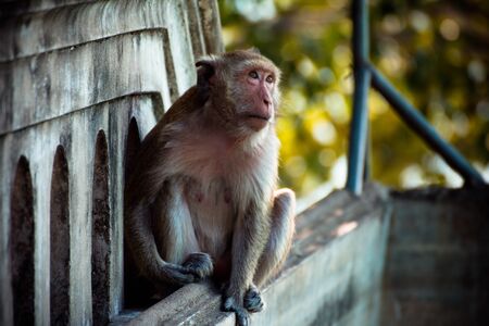 Monkey alone in the middle city Cheerfulnessの写真素材