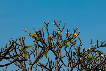 The most beatiful plumeria flowers, yellow  and white colors.の写真素材