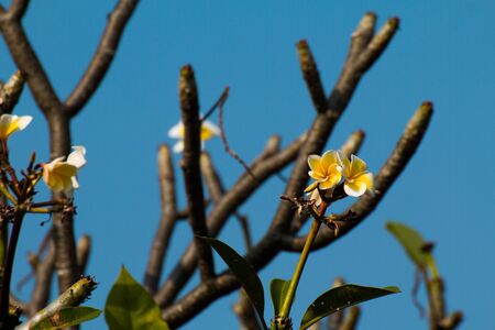 The most beatiful plumeria flowers, yellow  and white colors.の写真素材